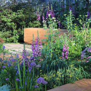 Purple foxgloves and alliums at RHS Chelsea Flower Show