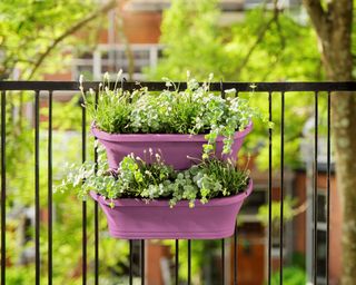 Pink plant troughs attached to a balcony railing