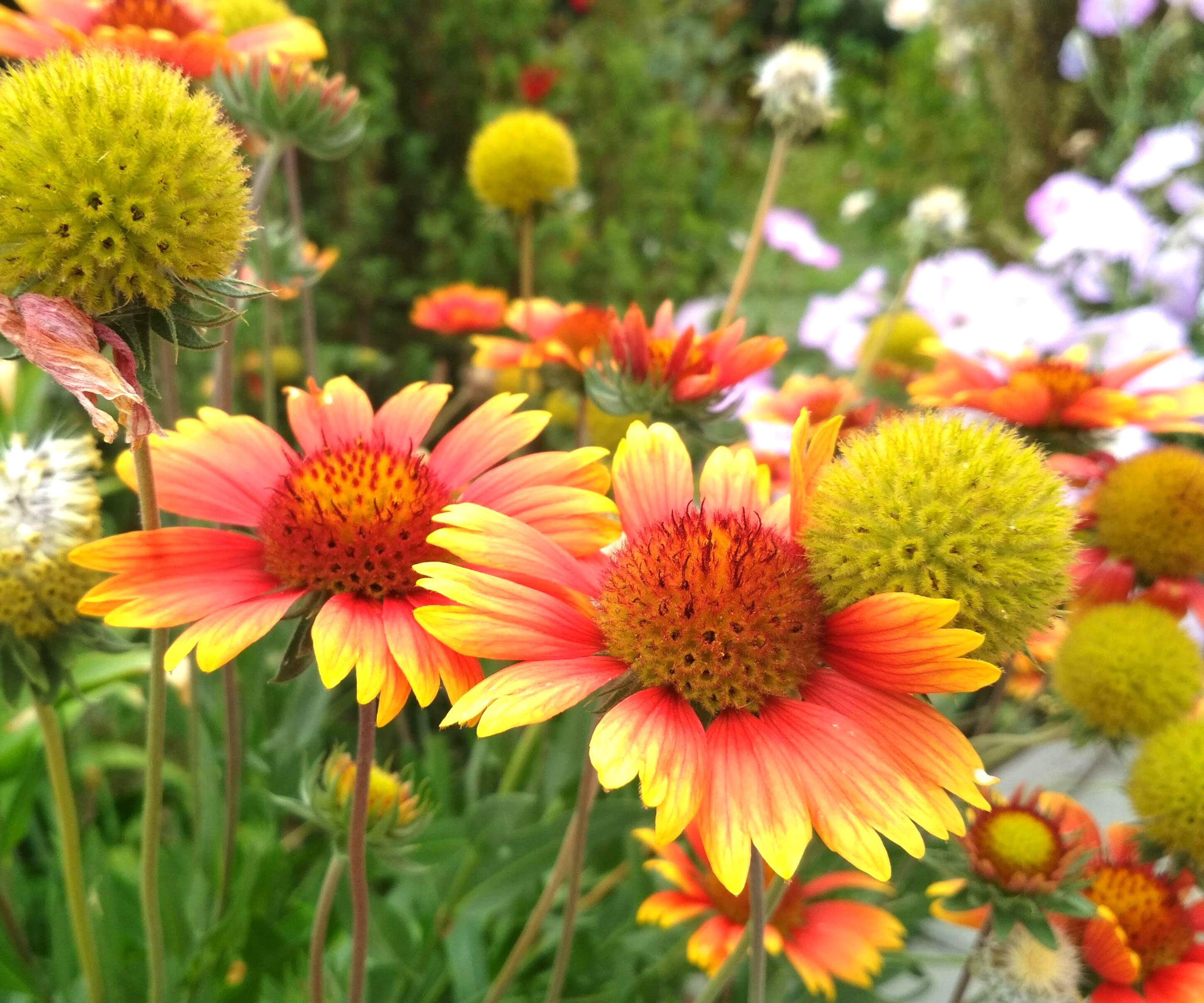 gaillardia plants with bright orange and yellow flower heads