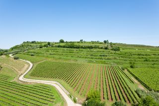 Garganega wine vineyard