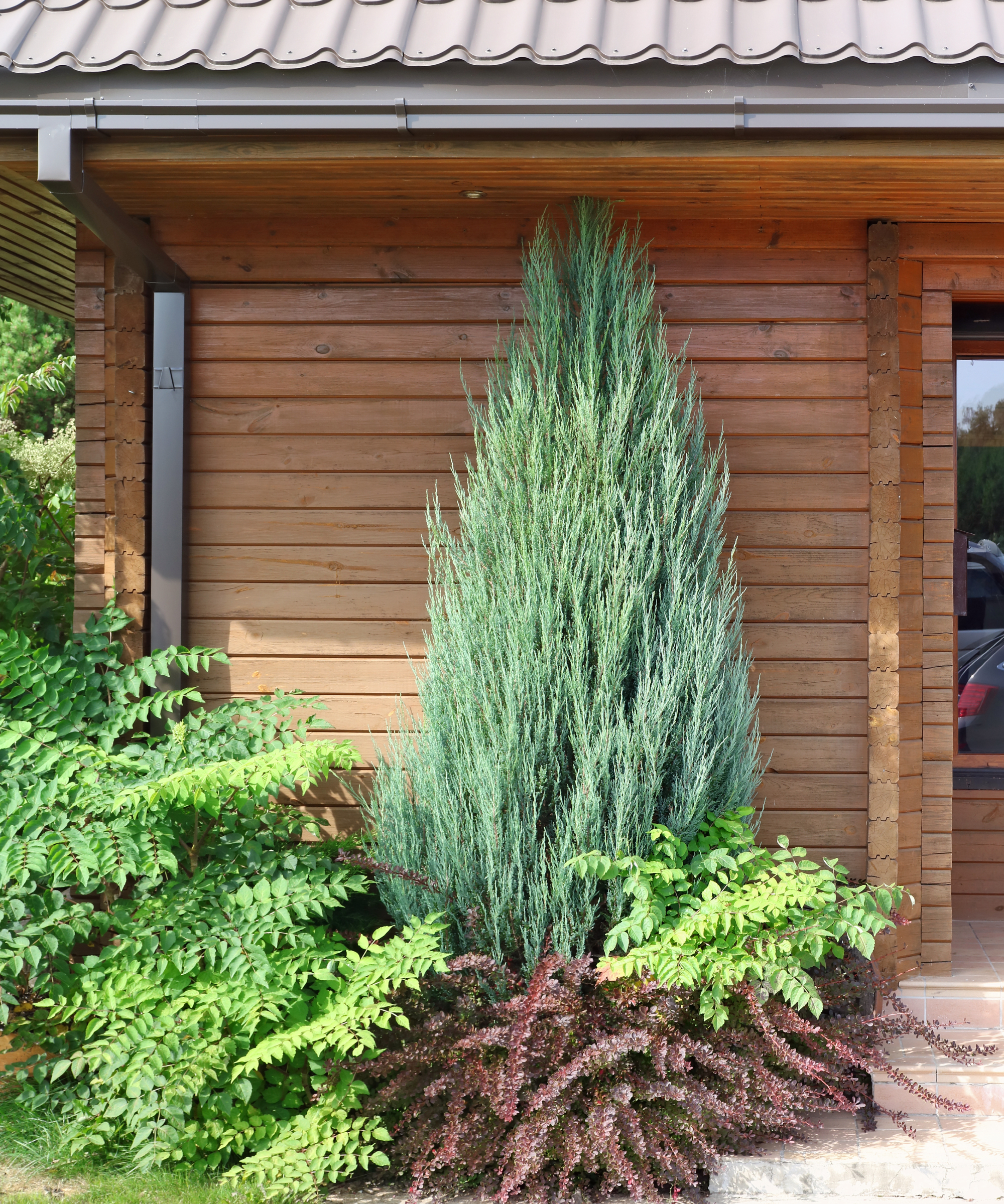 juniper tree near front door