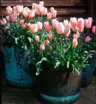 Thriller, spiller, filler: outdoor potted plants tulips and forget me nots