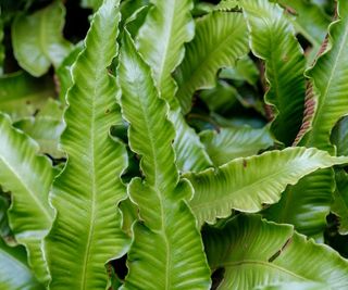 Hart's tongue fern, asplenium, with green fronds