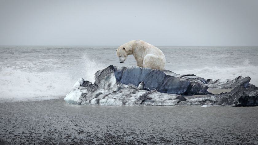 A photograph of a polar bear sitting on an ice floe on an Arctic shoreline. 
