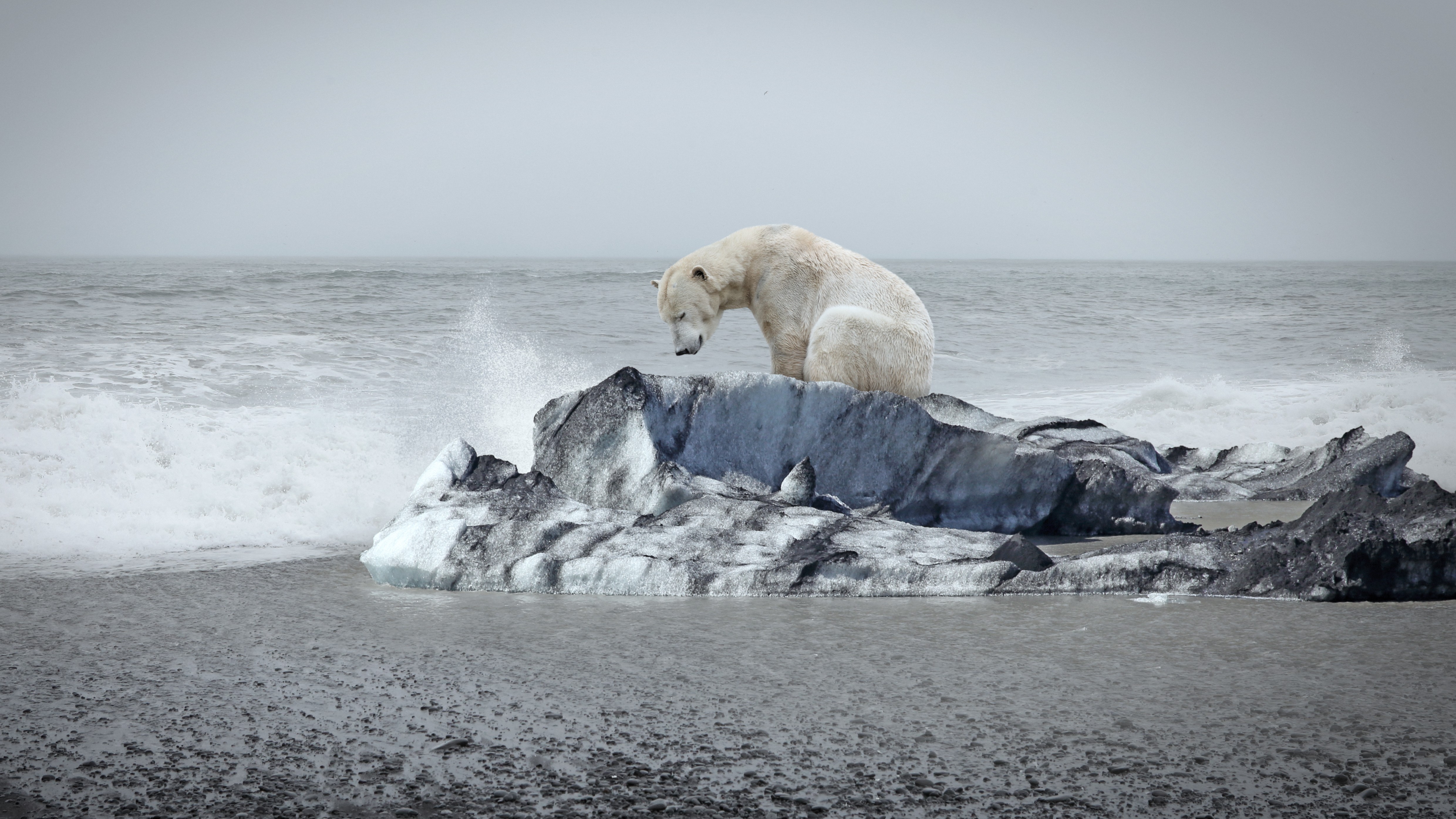 A photograph of a polar bear sitting on an ice floe on an Arctic shoreline.
