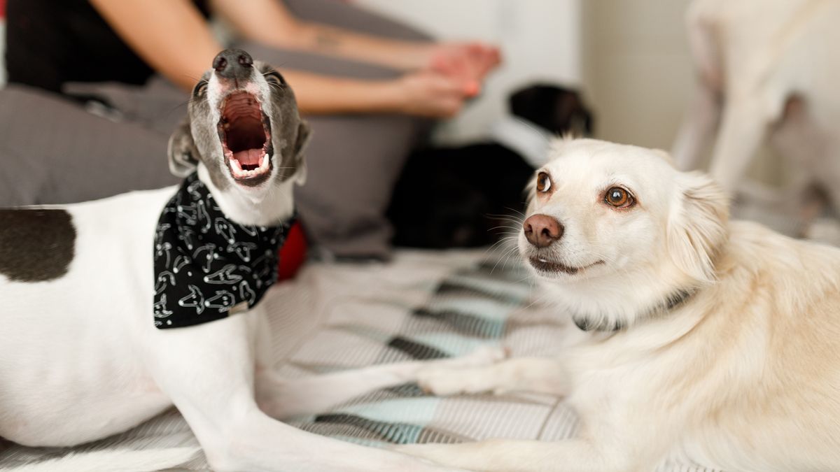 Dog barking with it&#039;s paws resting over a silent dog