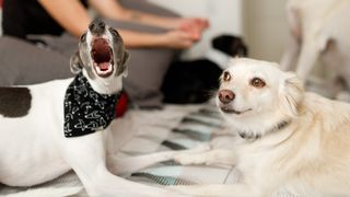 Dog barking with it's paws resting over a silent dog