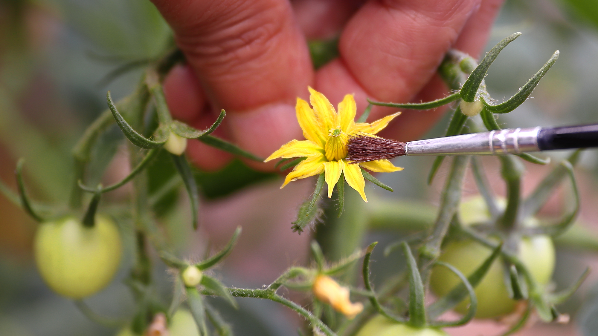 Tomato pollination