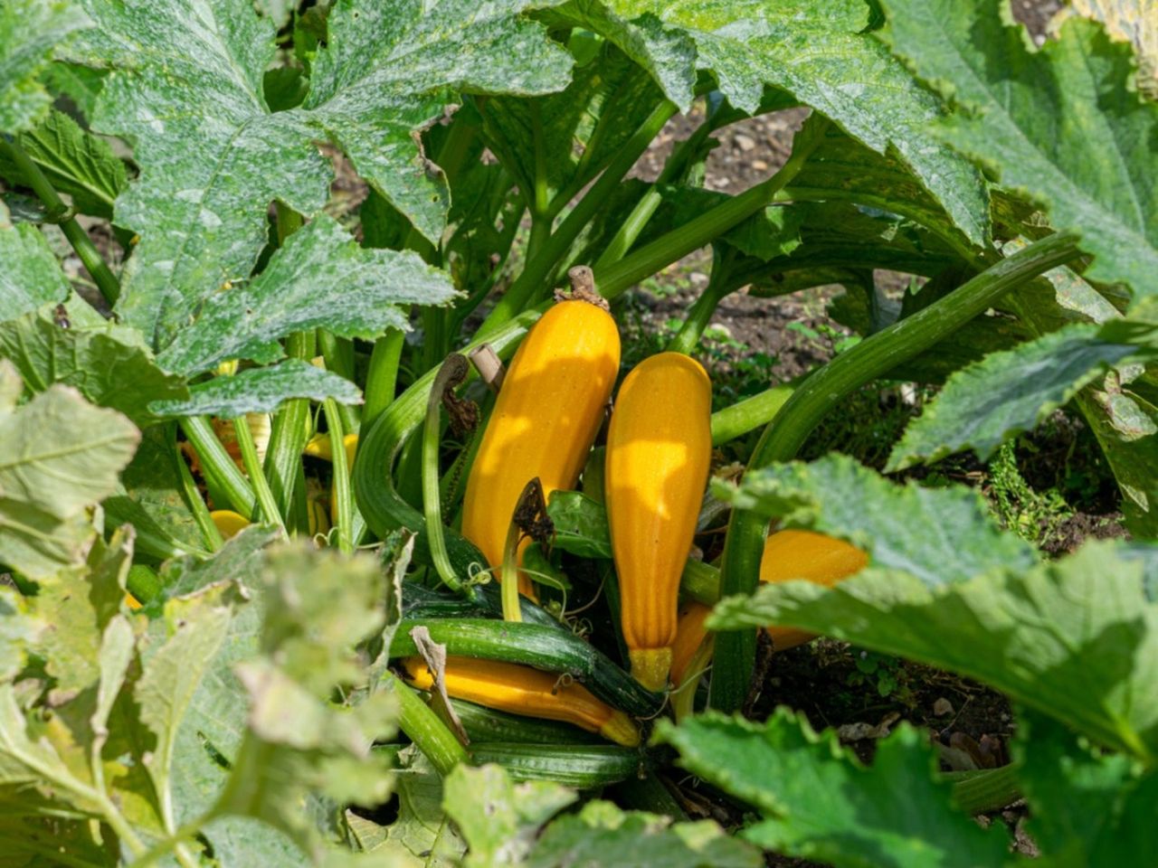 Plant With Hallow Squash