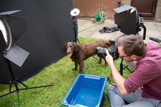 Home photography ideas: Soggy doggy portraits!