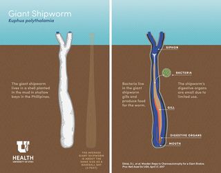 A graphic reveals the biology of the unusual giant shipworm.