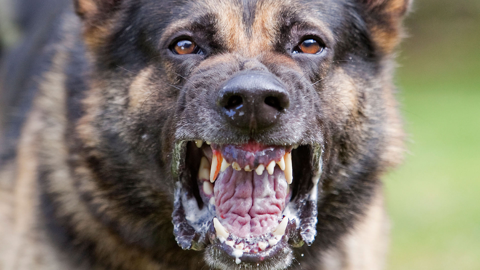 Close up of dog baring teeth