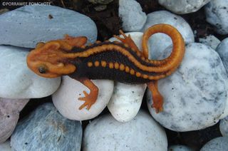 The so-called "Klingon newt" Tylototriton anguliceps isn't as tough as its "Star Trek" alien eponym, and is threatened by deforestation.