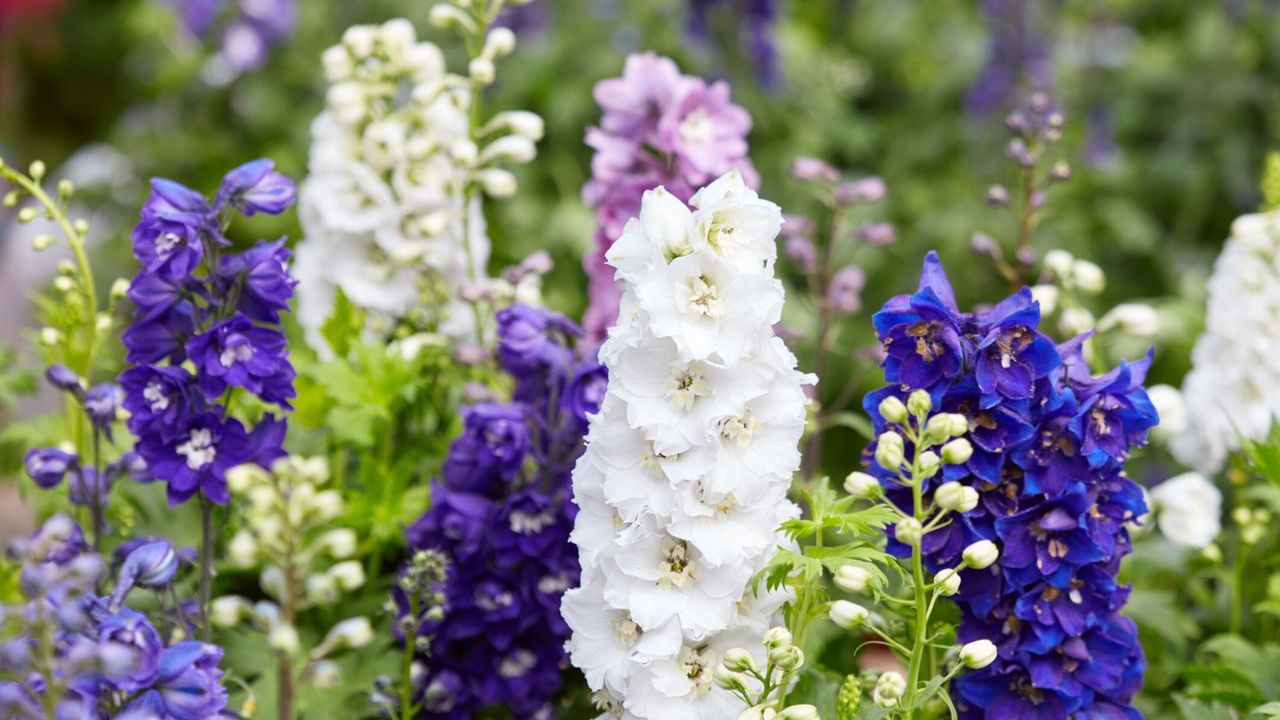 Delphinium Flowers