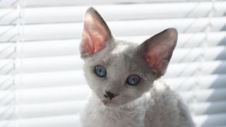 White cat with big ears