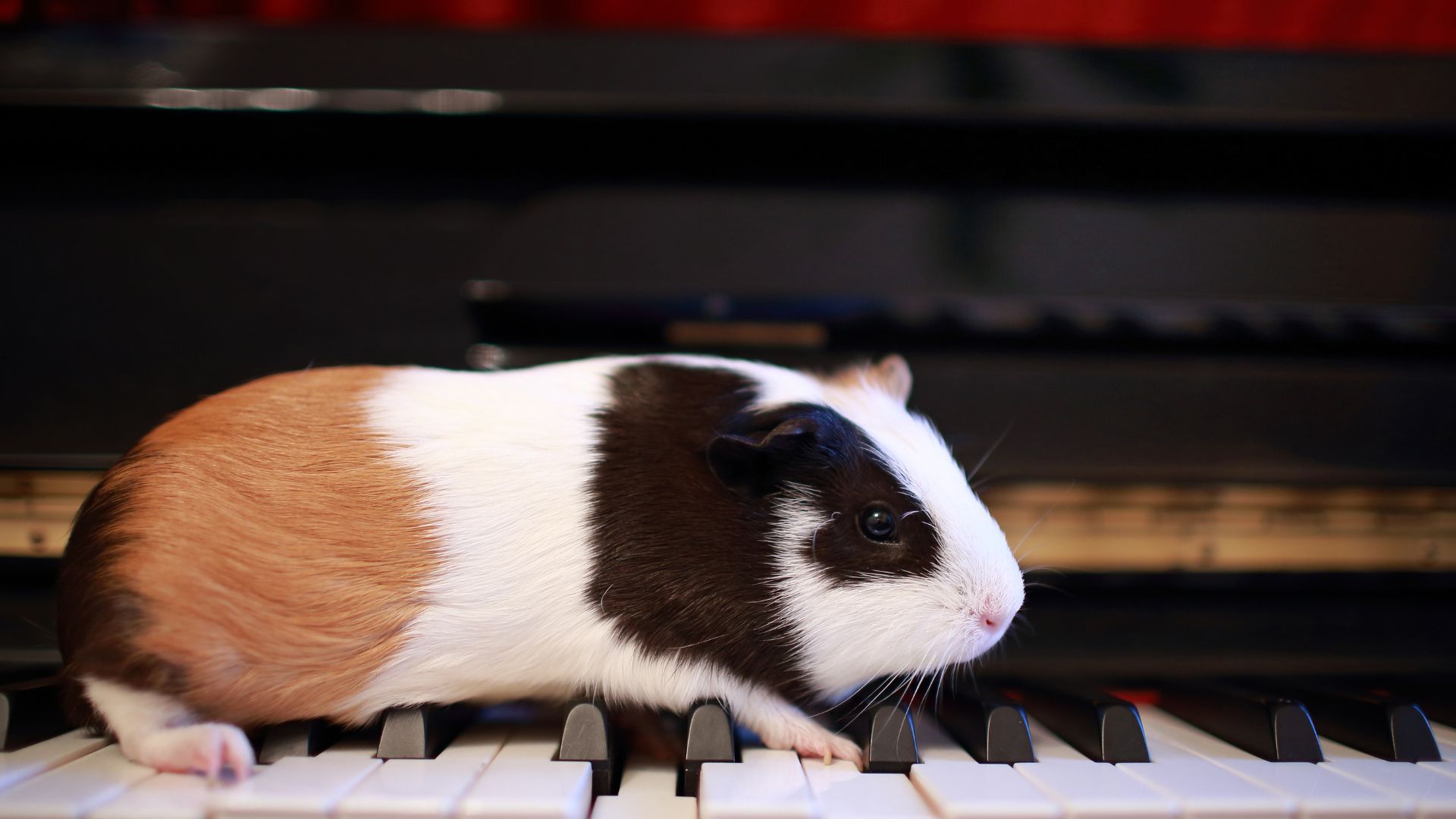 Guinea pig walking along piano keys