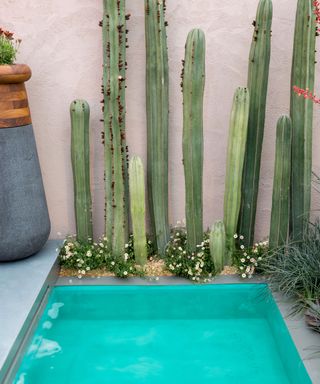 Beneath A Mexican Sky garden, view of turquoise pool and Stenocereus marginatus cactus with under planting of Erigeron