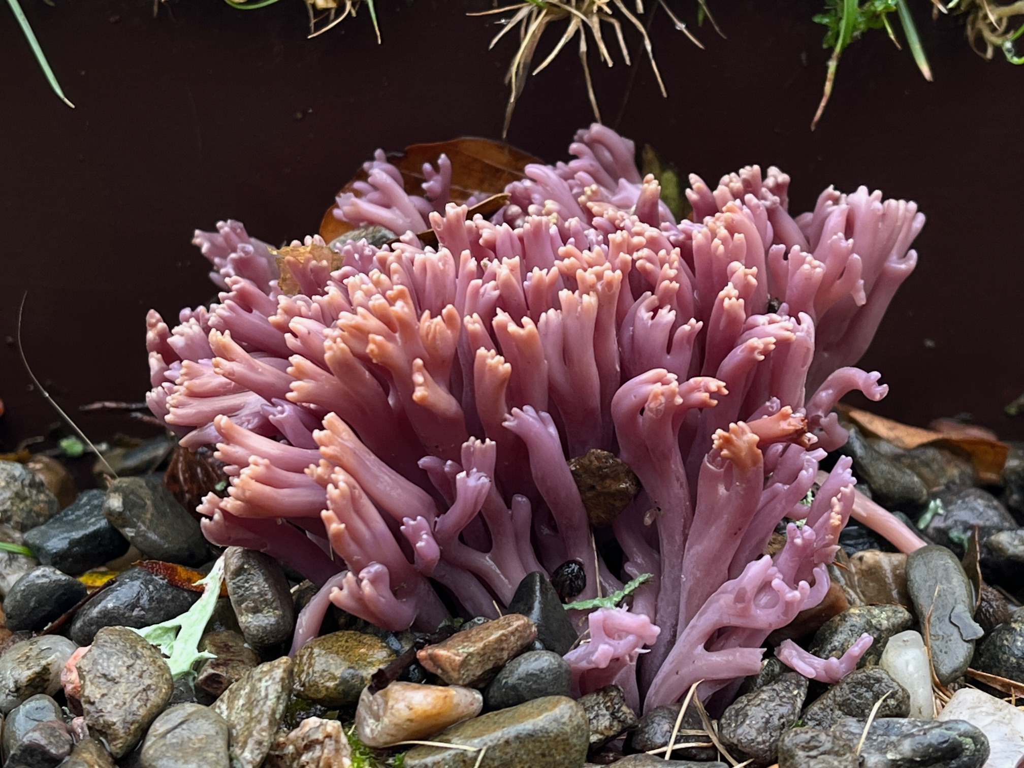 The violet coral funghi, so named because it looks like a coral reef of a violet hue
