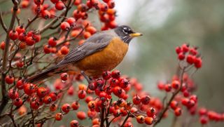 American robin sitting on a branch