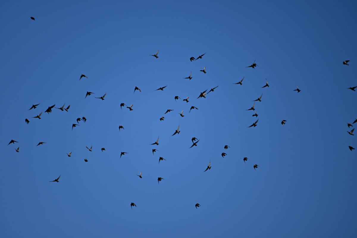 Image samples taken with the Tamron 18-300mm f/3.5-6.3 and the Nikon Z50 II