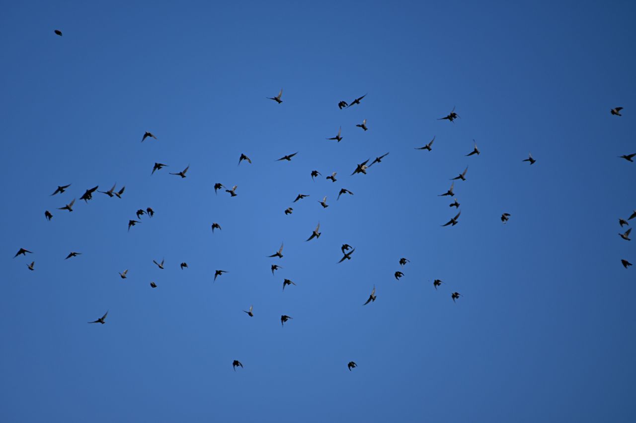 Image samples taken with the Tamron 18-300mm f/3.5-6.3 and the Nikon Z50 II