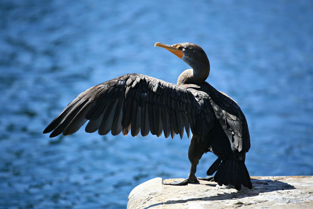 Cormorant wing