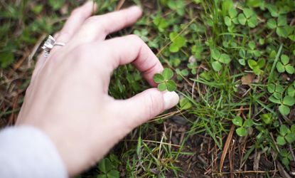 four-leaf clover