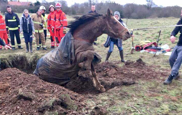 horse rescued 4