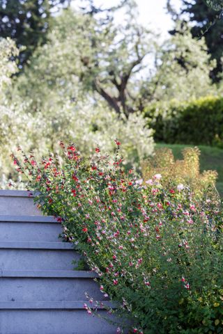 cottage garden ideas: plants up steps