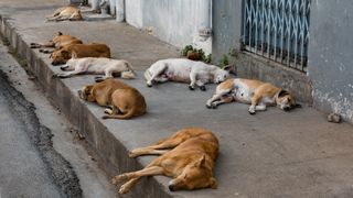 Stray dogs sleeping on street