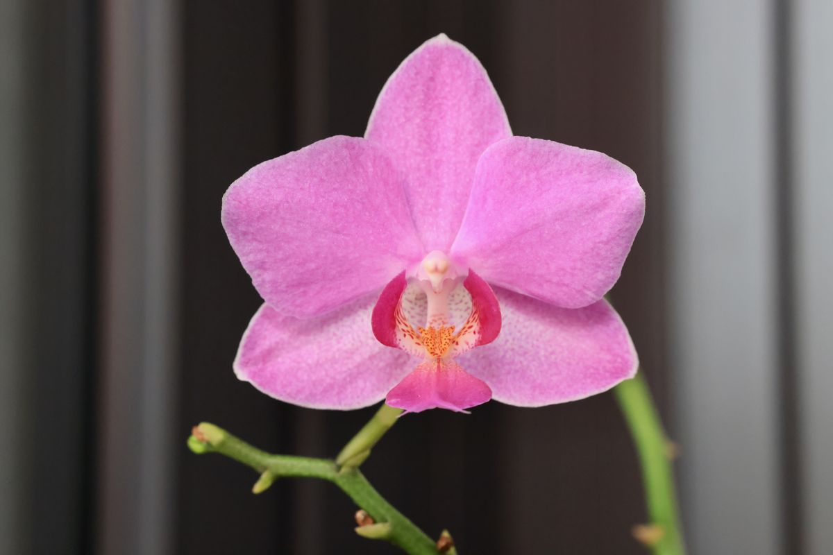 sample shots from Canon RF 85mm f/2 Macro I S STM