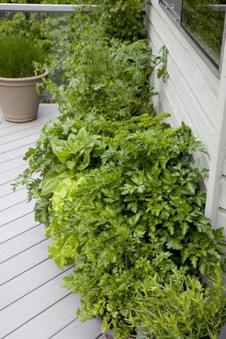 spinach and herbs growing in pots on a balcony