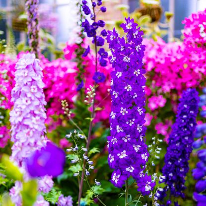 colorful delphinium flowers 
