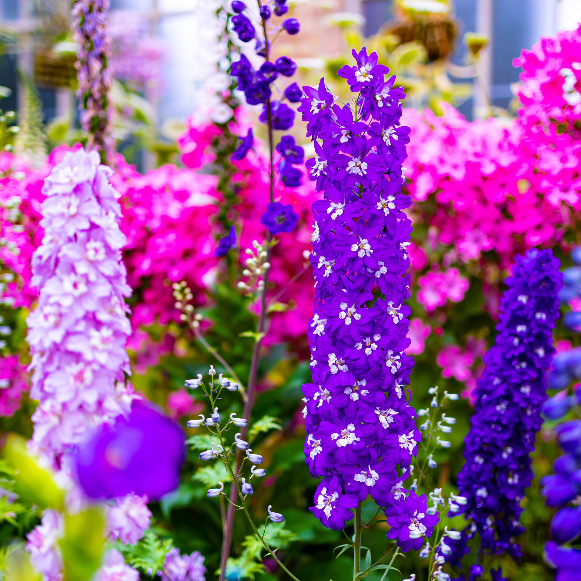 colorful delphinium flowers 