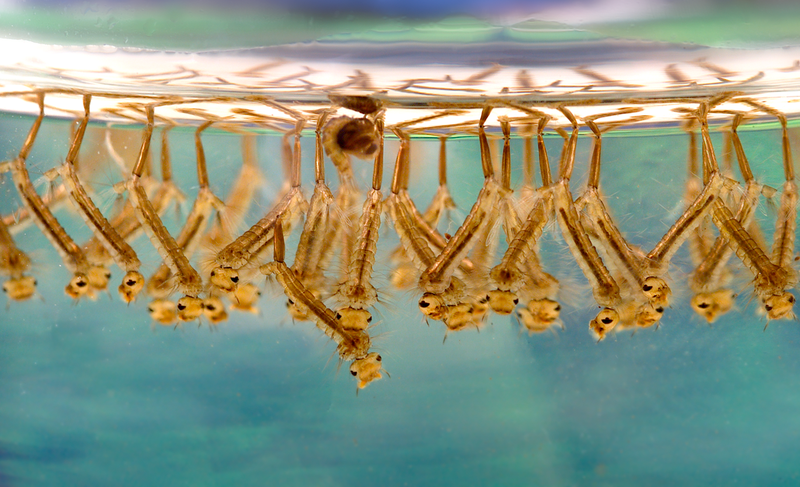 Larvae of Culex mosquitoes