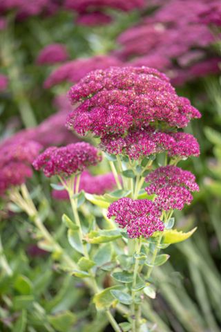 A close-up of pink stonecrop flowers