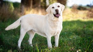 Labrador Retriever