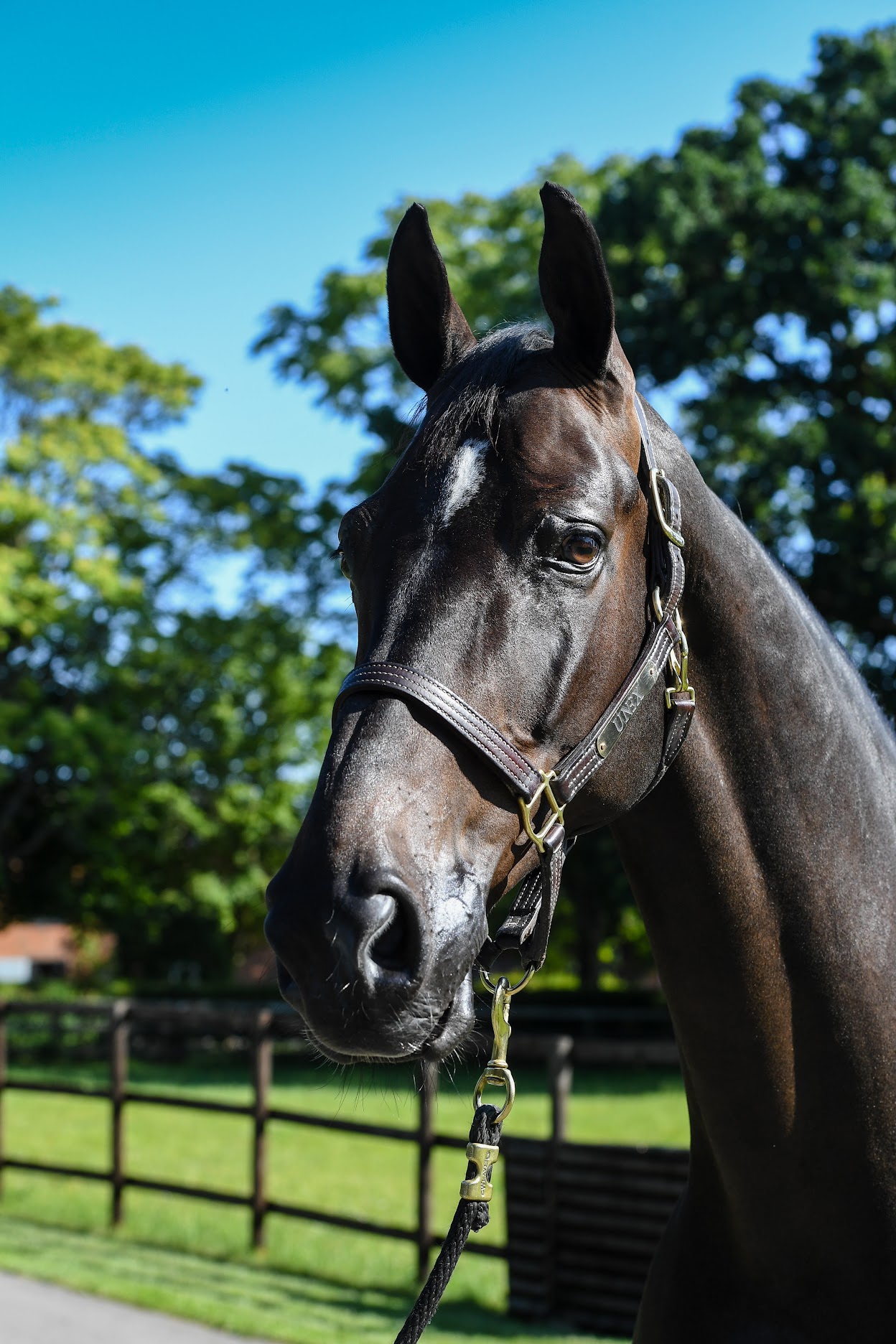 The stunning Imperial HBF strikes a pose at Tim Gredley's stables.