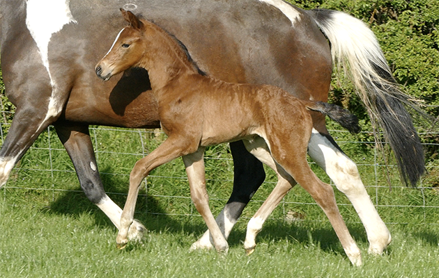 Farouche filly4