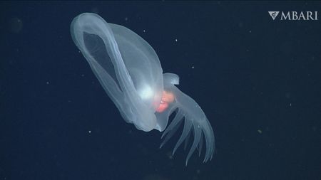  A white sea slug (Bathydevius caudactylus) observed in the water column.