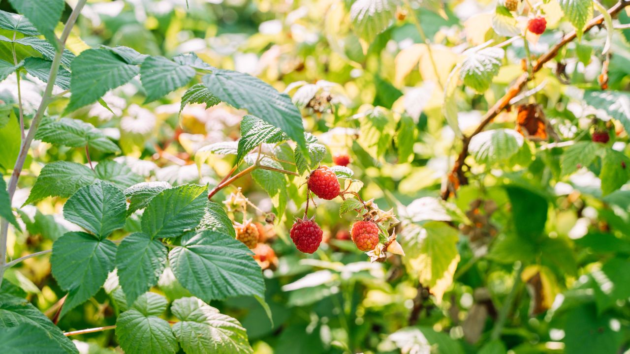 Raspberry plant