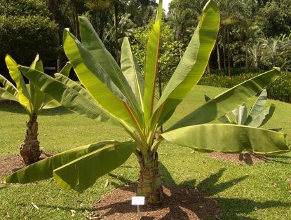 Ensete False Banana Plants