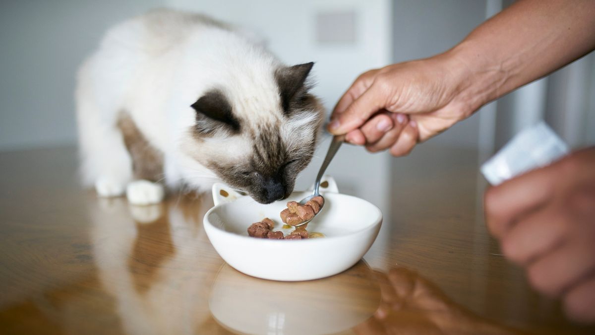 Cat eating from a bowl while a hand dishes out more wet cat food with a spoon