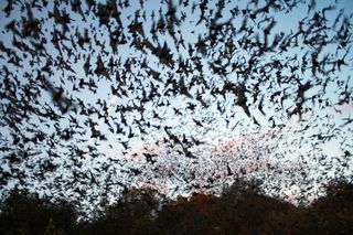 bats, flying, fern cave national wildlife refuge, alabama