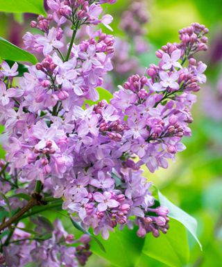 lilac blooms