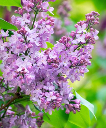 How to propagate lilacs: expert tips for taking cuttings