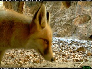 red fox afghanistan camera trap