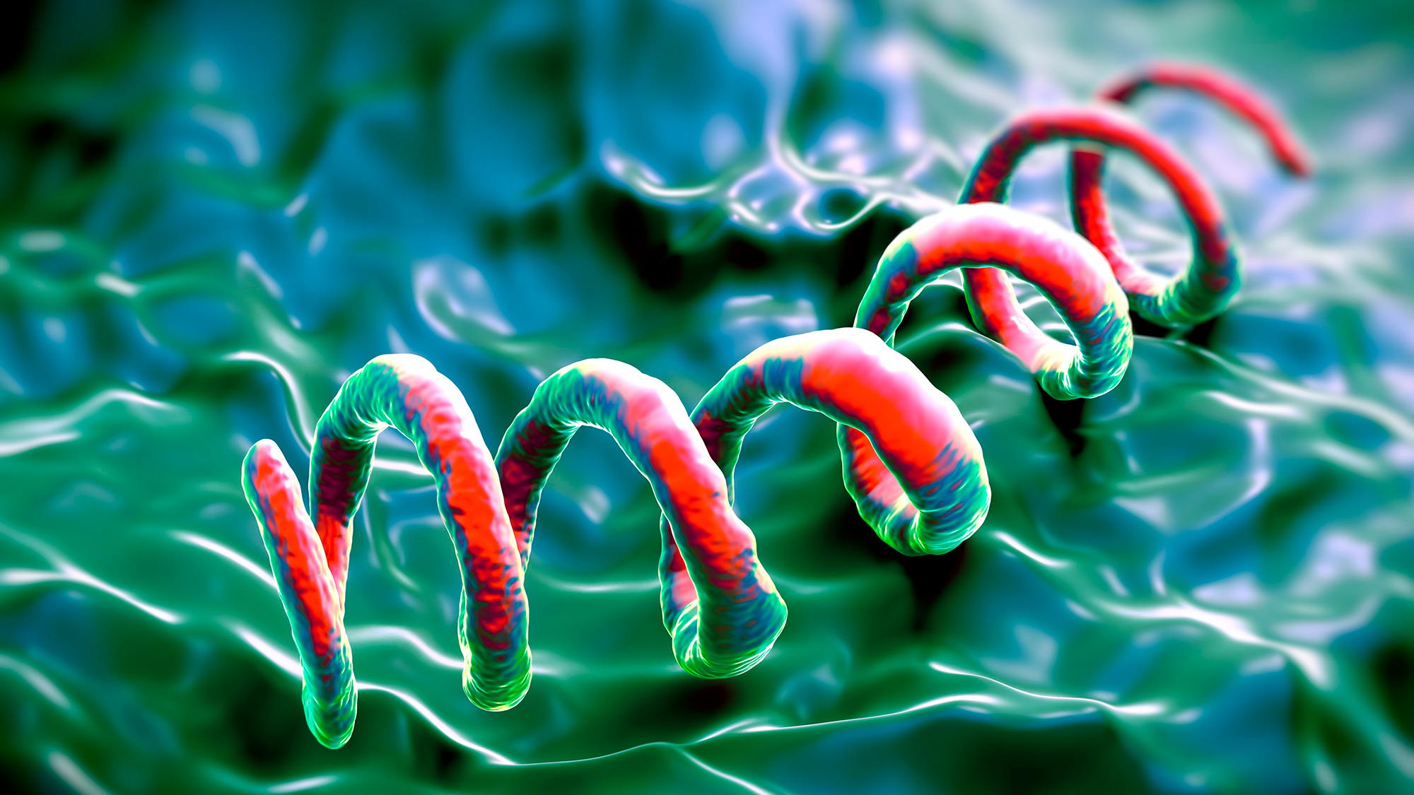 Treponema pallidum bacteria, computer illustration