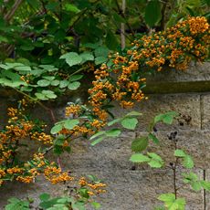 Pyracantha growing on a wall with other greenery around it 