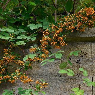 Pyracantha growing on a wall with other greenery around it